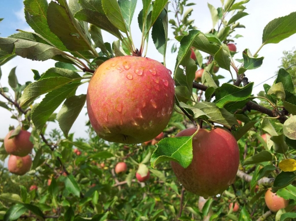 pommes-chambre_d_agriculture_de_l_aube