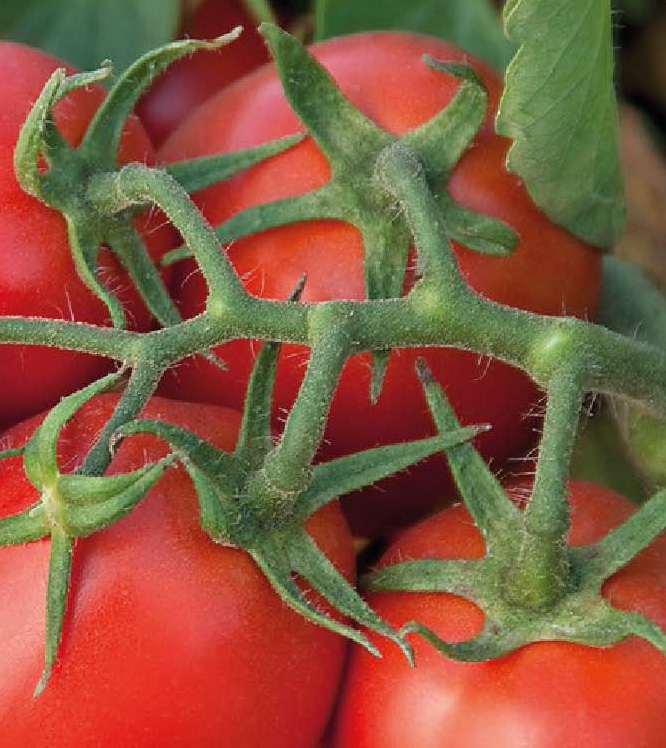 ميسينو، طماطم صناعية