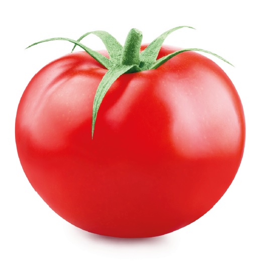 توماستار، طماطم الحقل المكشوف