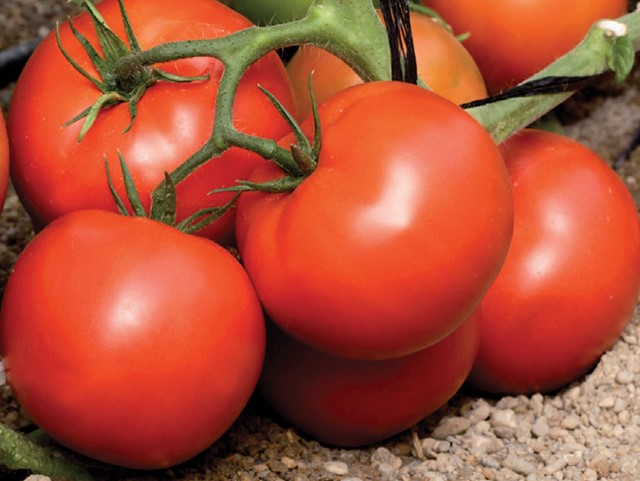 Thiziri F1, Tomate déterminée plein champ