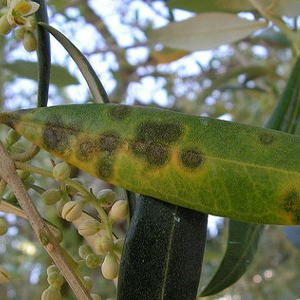 La tavelure de l'olivier (=oeil du Paon)