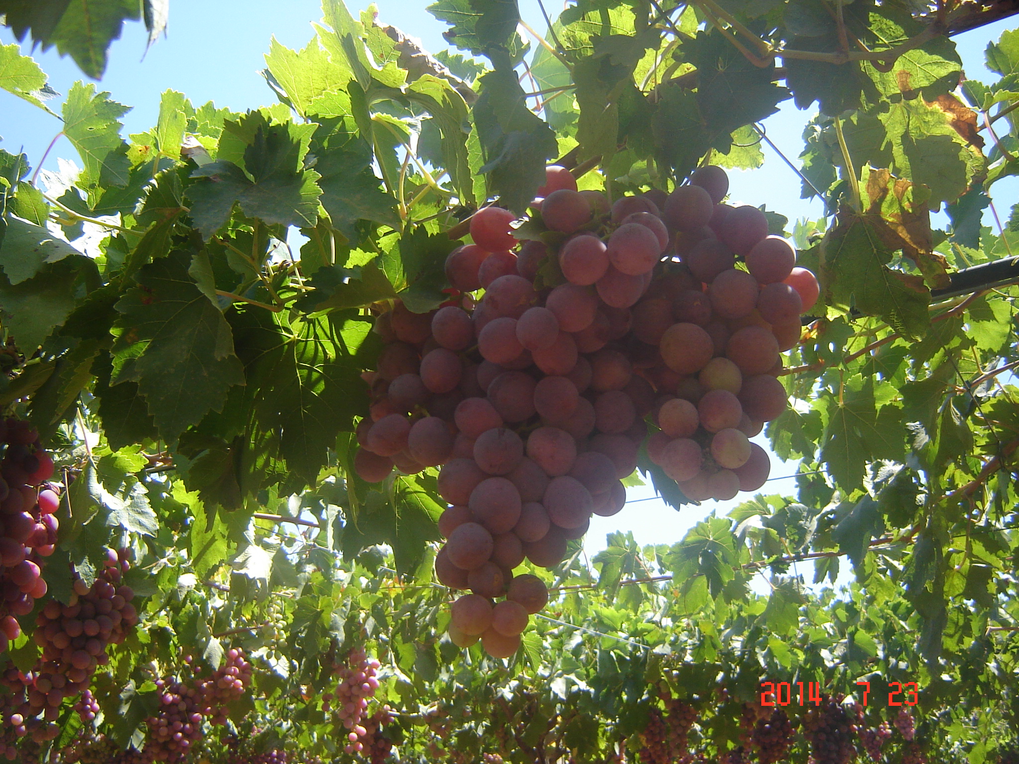 La Vigne